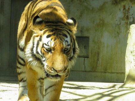 近づいてくるトラ アムールトラ,福山市立動物園,動物の写真素材