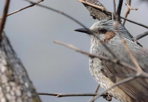 Photo, brown ears, bird, gallant, 