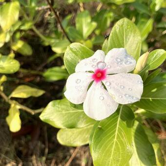 雨上がりのニチニチソウ ニチニチソウ,花,植物の写真素材