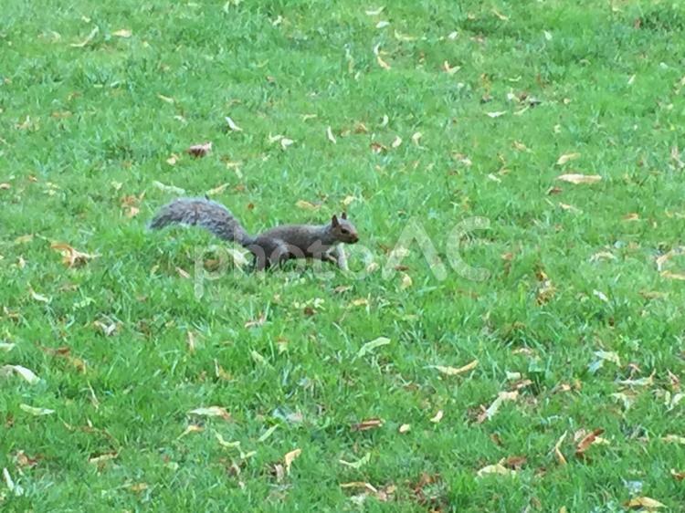 公園の芝生を走るリス イギリス,ハイドパーク,リスの写真素材