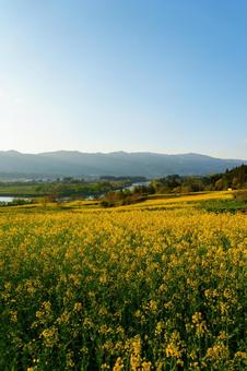 250504飯山市菜の花公園 長野県,飯山市,菜の花公園の写真素材