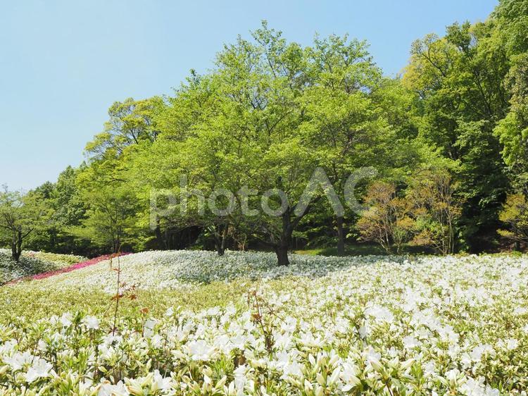 あつぎつつじの丘公園・ツツジの花・厚木市 春,ツツジ,あつぎつつじの丘公園の写真素材