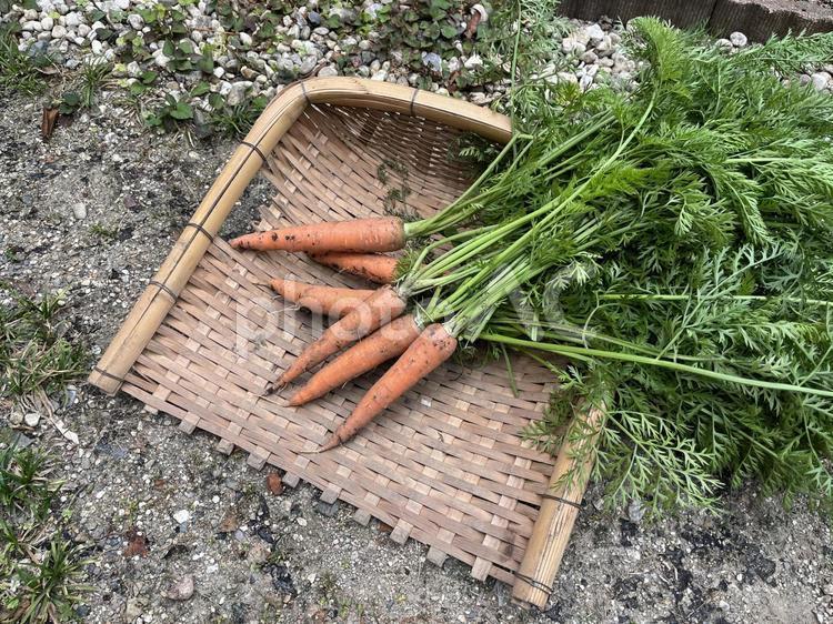 採れたてのニンジン ニンジン,人参,手箕の写真素材