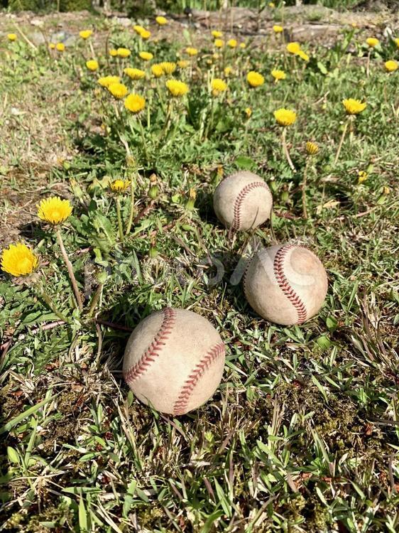 野球ボールと野原のたんぽぽ 野球ボール,野球,たんぽぽの写真素材