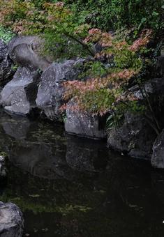 池のほとりの紅葉 紅葉,秋,植物の写真素材