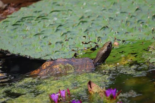 亀が顔をのぞかせる池 亀が顔をのぞかせる池 亀,顔,のぞかせるの写真素材