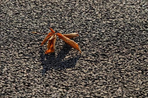 落葉の影 落葉,枯葉,影の写真素材