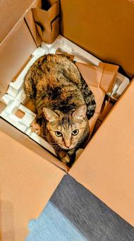 猫は段ボールが好き 猫は段ボールが好きの写真