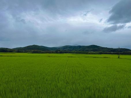 田舎の田園風景 田舎の田園風景の写真