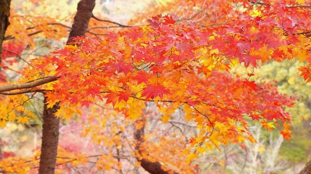 紅葉-959 紅葉-959の写真