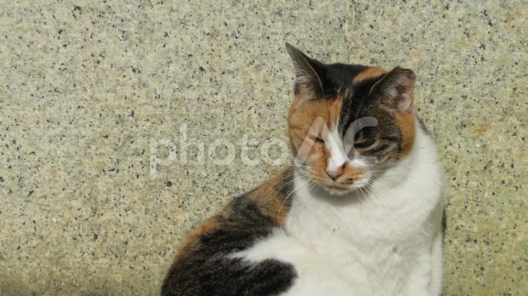 日向ぼっこが大好きな可愛い三毛猫の日常 三毛猫,猫,日向ぼっこの写真素材