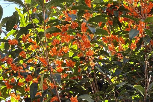 キンモクセイ 植物,花木,金木犀の写真素材