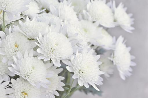 白い菊 菊,白,花の写真素材