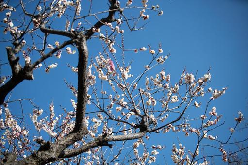 梅林の梅の花 梅,梅林,万博記念公園の写真素材