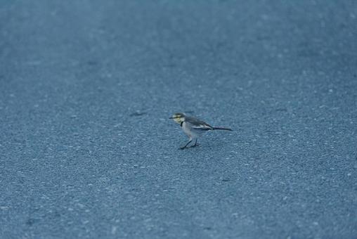 周りを見ながら歩くハクセキレイの若鳥 ハクセキレイ,セキレイ科,若鳥の写真素材