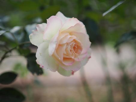 バラ園にて淡い薔薇を撮りました バラ園にて淡い薔薇を撮りましたの写真