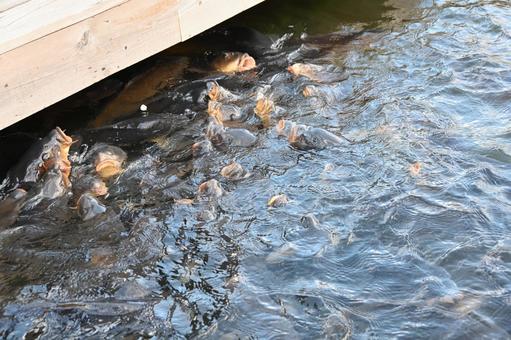 長野県の白樺湖の魚たちがエサを求める風景 長野県,白樺湖,湖の写真素材