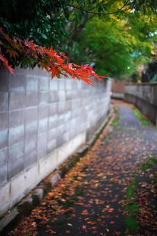 秋色の小道 秋色の小道の写真