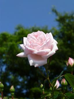 新緑と青空の下に咲くピンクのバラの花 新緑と青空の下に咲くピンクのバラの花の写真
