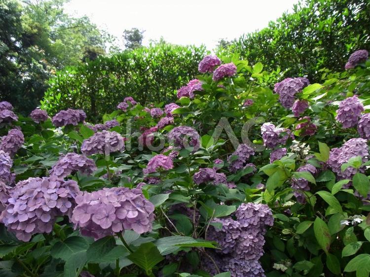 6月、鎌倉の長谷寺裏のアジサイ庭園 アジサイ,花,植物の写真素材