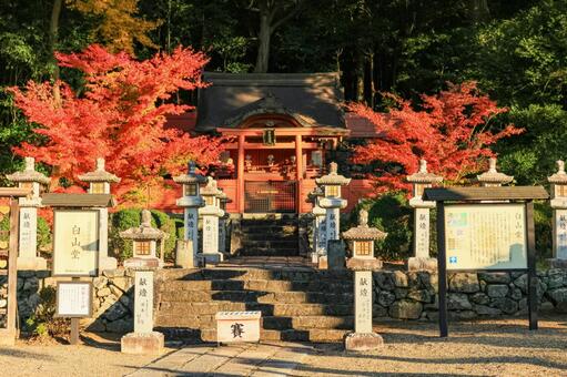 安倍文殊院 安倍文殊院,もみじ,紅葉の写真素材