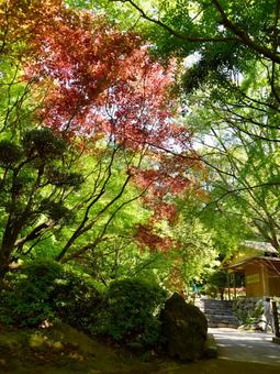 紅葉 紅葉の写真