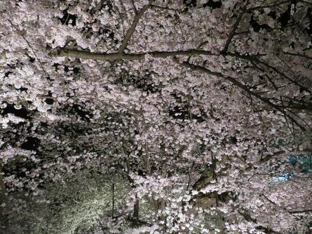 夜桜 夜桜の写真