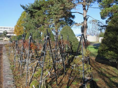 公園の冬囲いの写真