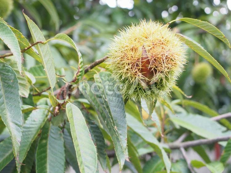 栗の木⑤ 栗,くり,クリの写真素材
