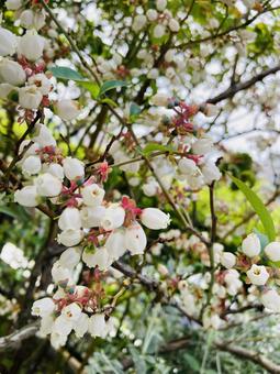 Blueberry Flowers, JPG