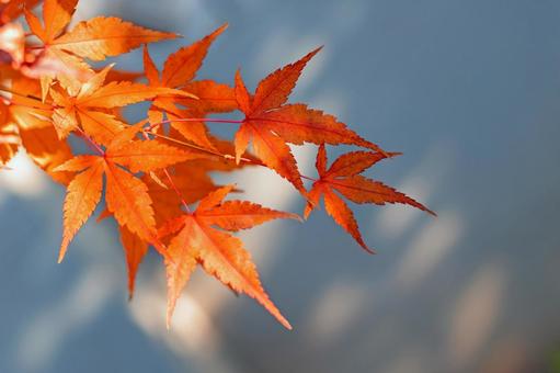 紅葉(21)1 紅葉,もみじ,秋の写真素材