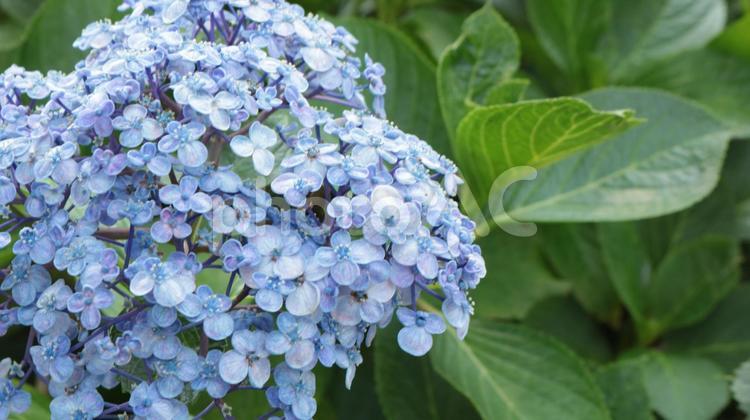 鮮やかなブルーのウズアジサイ 花,紫,自然の写真素材