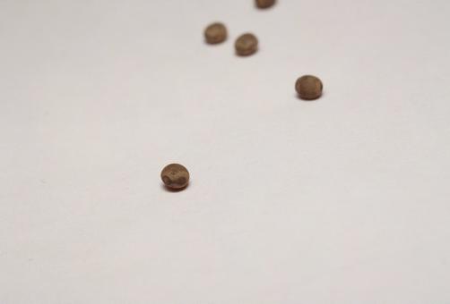 トゲナナフシの卵 トゲナナフシの卵の写真