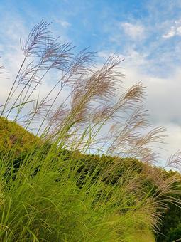 里山のススキの写真