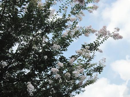 サルスベリ・猿滑り　咲く風景 サルスベリ,花木,夏の写真素材