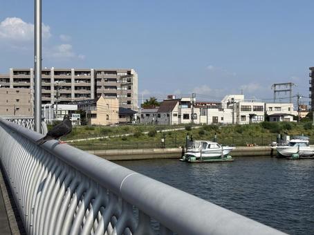 鳩のひと休み 鳩のひと休み 景色,昼,綺麗の写真素材