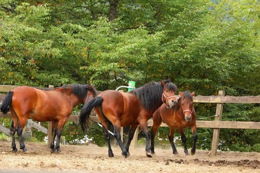 木曾馬7 木曾馬7の写真