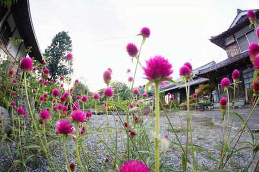 千日紅の咲く家の写真