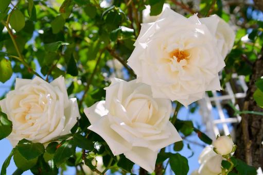 薔薇　ホワイトクリスマス 薔薇,ホワイトクリスマス,白の写真素材
