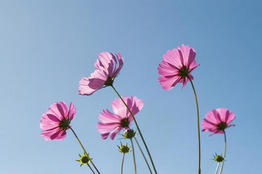 コスモス(2025)1 コスモス,秋,ピンクの写真素材