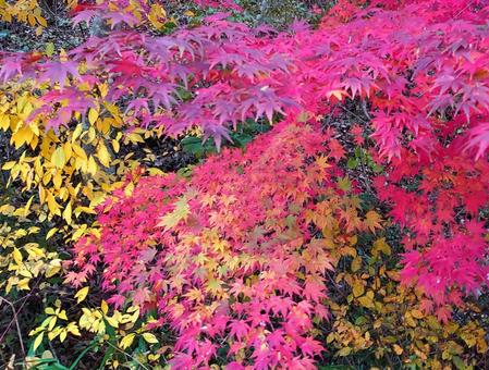 色鮮やかに染まる、もみじの紅葉 1 色鮮やかに染まる、もみじの紅葉 1の写真