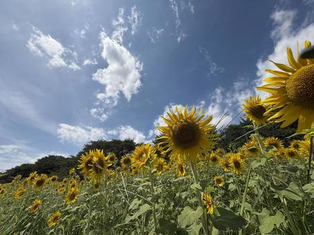 まだ夏は続く まだ夏は続くの写真