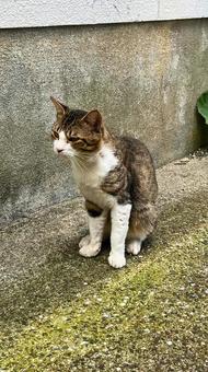 Photo, cat, sit, wall-side, 