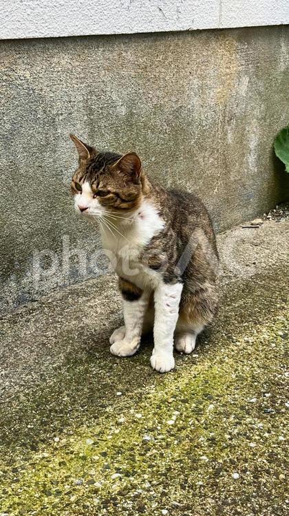 物思いにふける街角の猫 猫,座る,壁際の写真素材