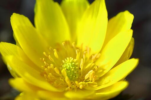 Flowers that bring happiness Flowers that bring happiness