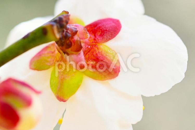 梅林公園　梅の花　 梅,花,梅林の写真素材