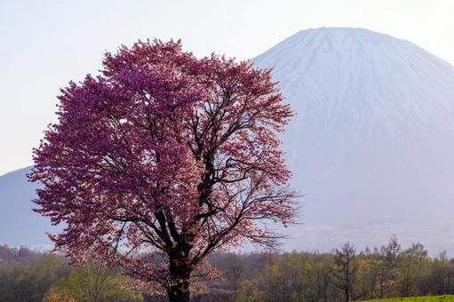 一本桜と霞む羊蹄山 羊蹄山,一本桜,満開の写真素材