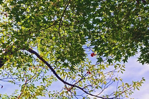 Photo, yamamomiji, momiji, wood, 