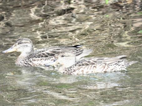 川面を泳ぐコガモ 川面を泳ぐコガモ 鳥,野鳥,コガモの写真素材