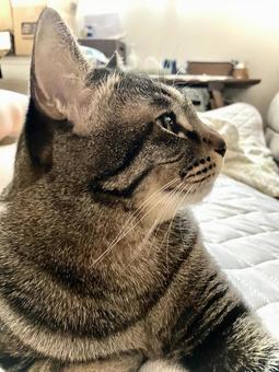 綺麗な横顔の猫ちゃん 綺麗な横顔の猫ちゃんの写真